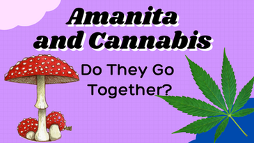 Amanita And Cannabis